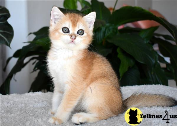 thechubbyfacedcat Picture 2